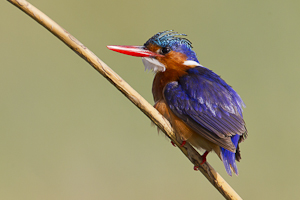 © Oliver Smart © Oliver Smart